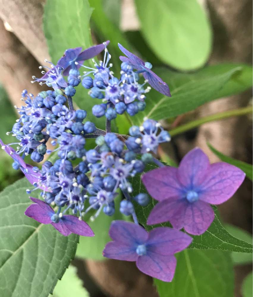 ヤマアジサイ 七変化の投稿画像 By 花音さん ヤマアジサイ と小さな庭と植木鉢と花のある暮らしとおうち園芸と植木鉢と花のある暮らしとおうち園芸 月5月31日 Greensnap グリーンスナップ Greensnap グリーンスナップ