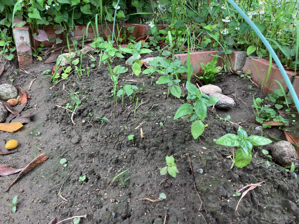 バジルの成長日記 Greensnap グリーンスナップ