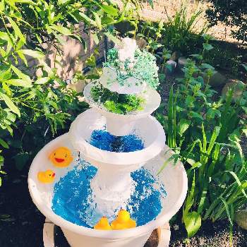 アヒルの画像 by fuさん | 小さな庭と噴水と私の癒しと噴水⛲とアヒル
