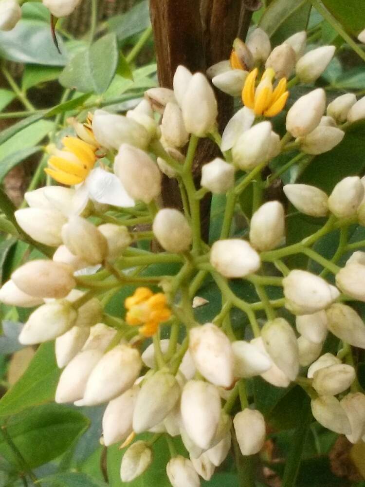 南天の花の投稿画像 By 福岡ひろさん 良い匂いとおうちde菜園と身近な植物達と花のある暮らしと夏の草花と季節感ある植物達 月5月31日 Greensnap グリーンスナップ