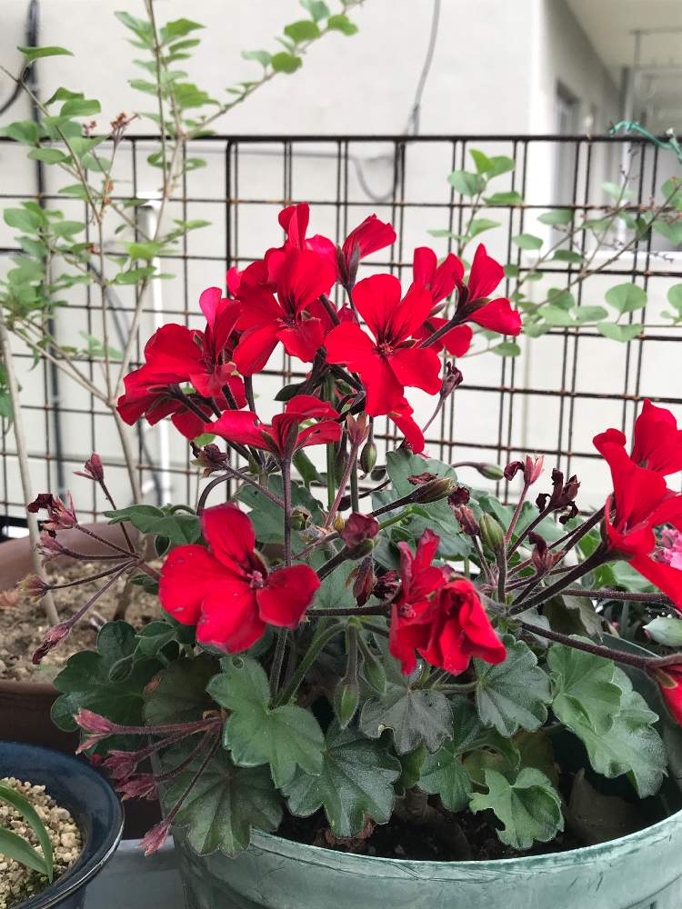 和名 ナツザキテンジクアオイ 夏咲天竺葵 その他の名前 ペラルゴニュームの投稿画像 By さんちゃんさん 月5月31日 Greensnap グリーンスナップ