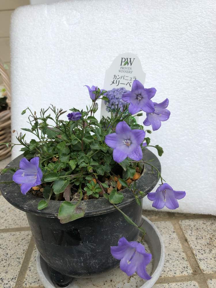 カンパニュラ メリーベルの投稿画像 By あかべーさん お花に感動とおうち園芸と美しい と花のある暮らしと日本の花と綺麗だなぁ 月5月31日 Greensnap グリーンスナップ