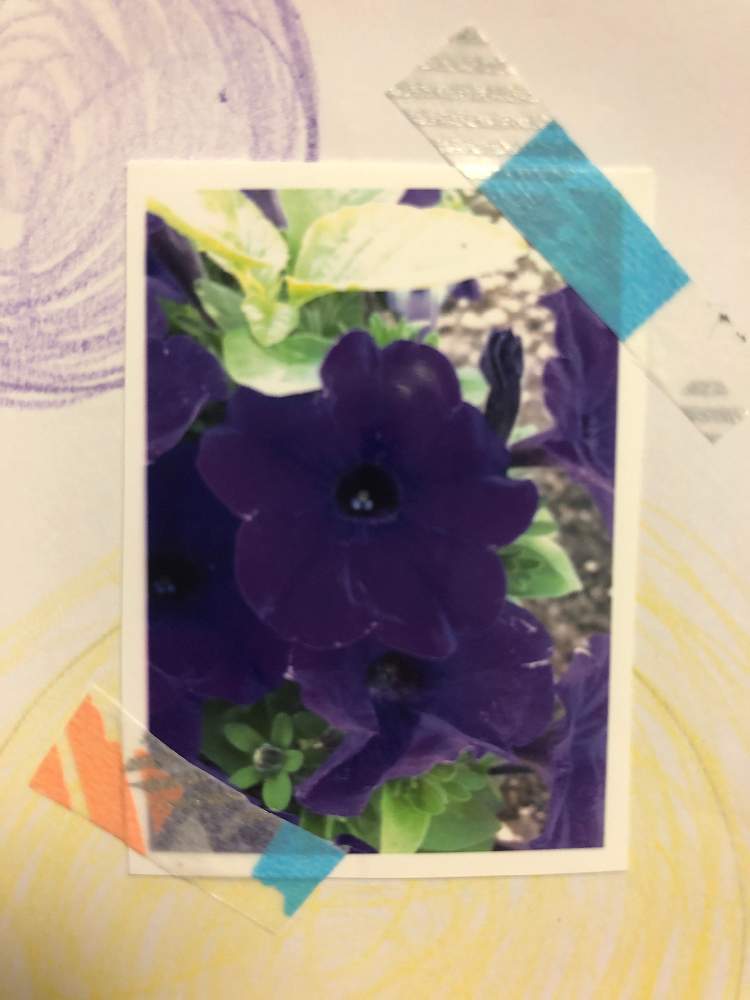 茉莉花さんの投稿画像 月5月31日 Greensnap グリーンスナップ