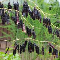 ホソバタイセイ,ホソバタイセイの種子,実生,植木鉢,物干し台の画像