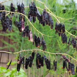 ホソバタイセイ,ホソバタイセイの種子,実生,植木鉢,物干し台の画像