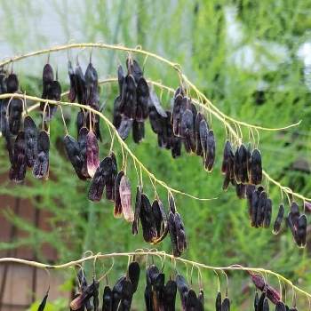 藤の花,鉢植え,フジの花の画像