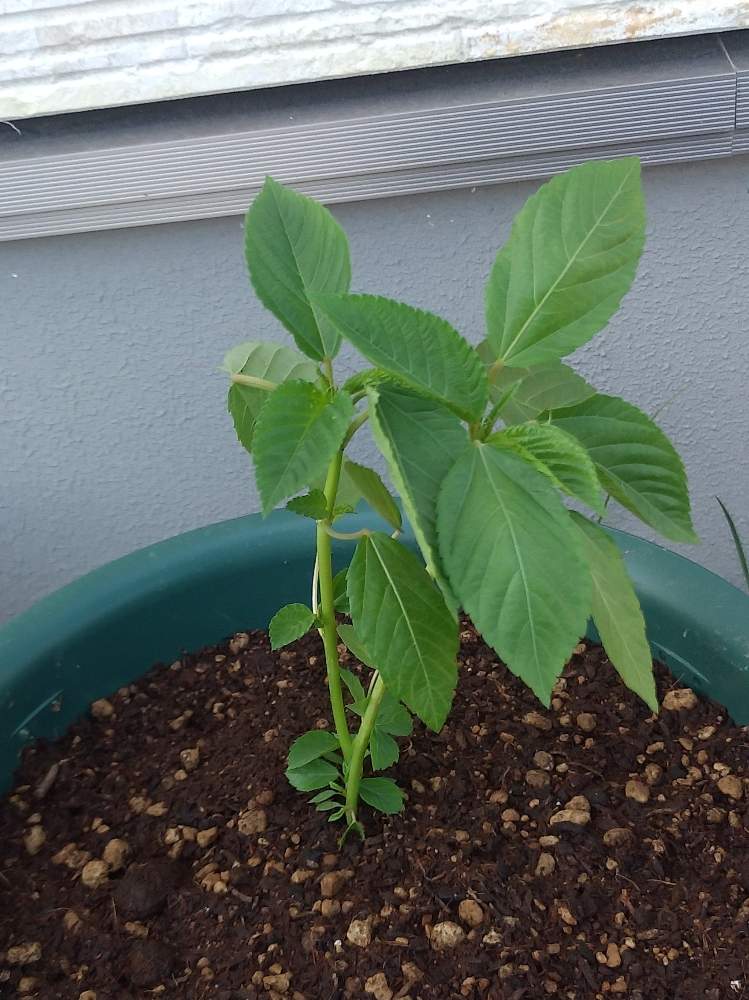モロヘイヤの投稿画像 By Kkkさん プランターで育てるとおうちde菜園 月5月31日 Greensnap グリーンスナップ