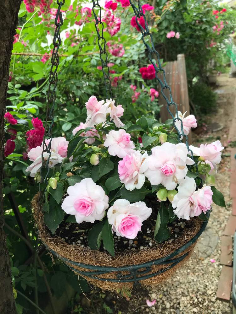 カリフォルニアローズの投稿画像 By あんなココさん 八重咲きインパチェンス カリフォルニアローズとカリフォルニアローズフィエスタアップルブロッサムとキュンキュン乙女倶楽部とピンクの花とgs映えとgs日和とgsのみなさんに感謝 とキュンキュン乙女倶楽部no 179とgs