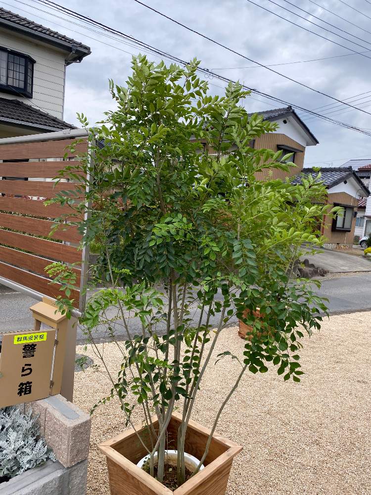 シマネトリコの投稿画像 By ぴーちコさん 月5月31日 Greensnap グリーンスナップ