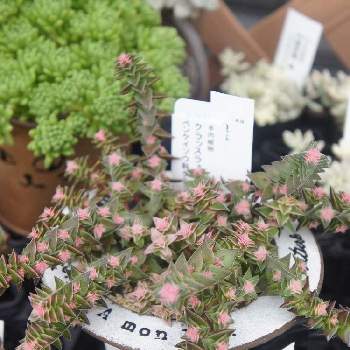 茜の塔錦 の投稿画像一覧 Greensnap グリーンスナップ