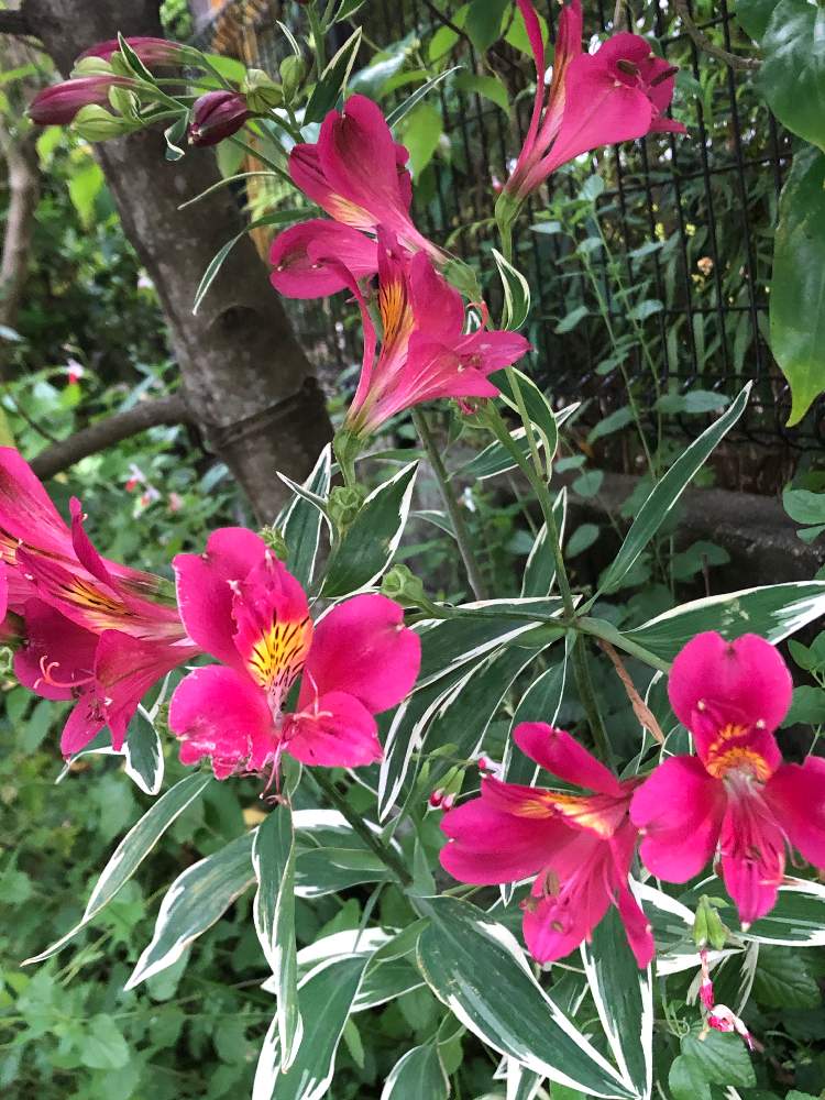 フェニックスの投稿画像 By ヒロさん アルストロメリア プルケラと小さな庭 月5月31日 Greensnap グリーンスナップ Greensnap グリーンスナップ