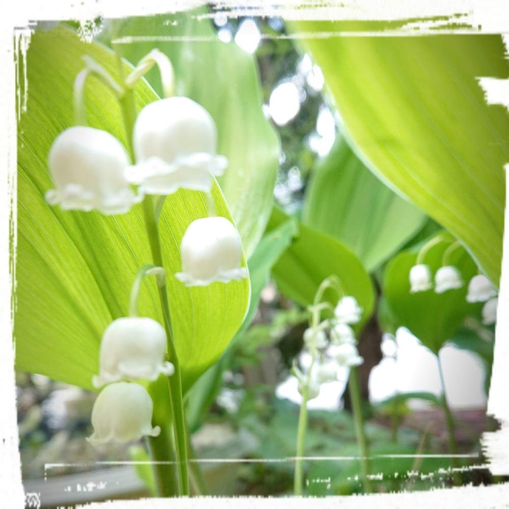 スズランの投稿画像 By きこちゃんさん 鈴蘭 すずらん とおうち園芸と おうち園芸 フォトコンテストと感謝 とエールと花のある暮らし 月5月31日 Greensnap グリーンスナップ