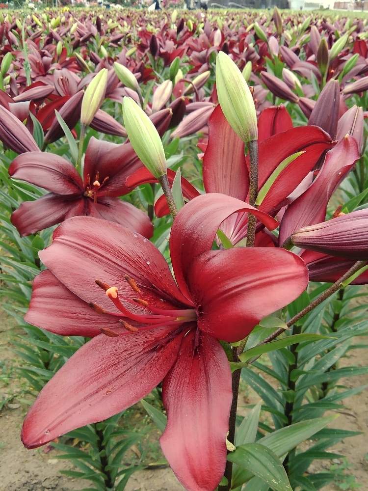 ユリの投稿画像 By ほりくみさん ユリの花と今日の一枚と花のある暮らしとおうち園芸 月5月31日 Greensnap グリーンスナップ