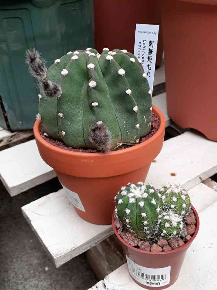 刺無し短毛丸のつぼみから開花までの記録｜?GreenSnap（グリーン 