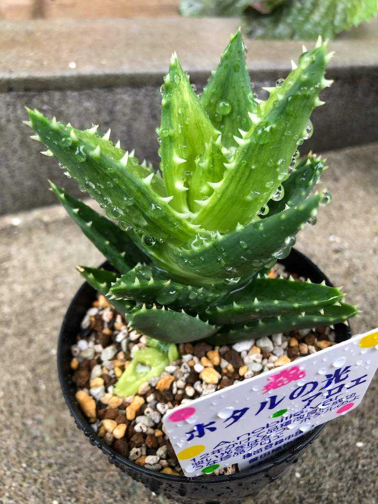 超希少❗️アロエ スーパーアロエ 不夜城 斑入り✨ アロエ 不夜城錦