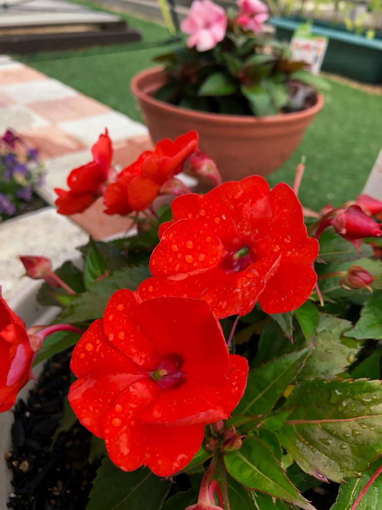 サンパチェンスの投稿画像 By さおりんさん インパチェンスとプランターとgs日和と夏の花とおうち園芸と おうち園芸 フォトコンテストと赤い花と花のある暮らしとかわいいとおおきくなあれ 月5月31日 Greensnap グリーンスナップ
