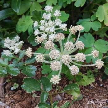 海辺の植物の投稿画像一覧 Greensnap グリーンスナップ