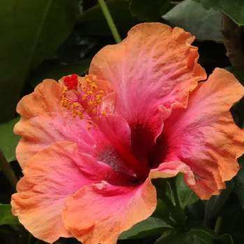 花芯の画像 by アリストさん | お出かけ先とあかいろと花壇とマクロ撮影と温室と花芯と咲くやこの花館