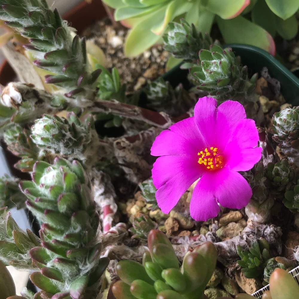 ポーチュラカ ウェルデルマニーの投稿画像 by すーさんちさん｜ウェルデルマニーと多肉植物と咲いた！と多肉花芽と普及