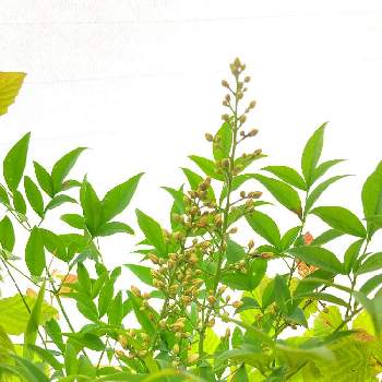 姫南天の投稿画像一覧 Greensnap グリーンスナップ