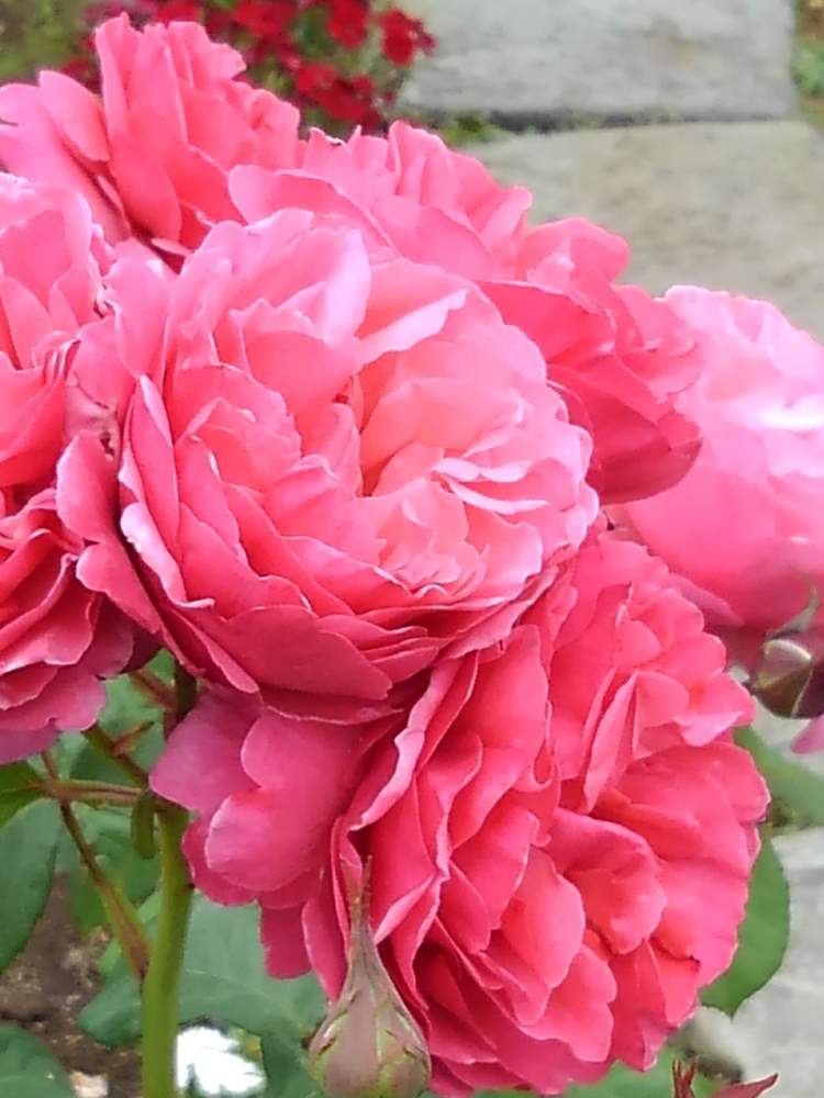 バラ アライブの投稿画像 By ほりくみさん ばら バラ 薔薇と薔薇好きとおうち園芸と今日の一枚とアライブ と花のある暮らしと薔薇 月5月31日 Greensnap グリーンスナップ