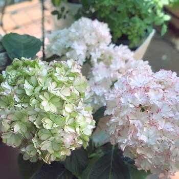 ブリーディングセレクションの投稿画像一覧 Greensnap グリーンスナップ