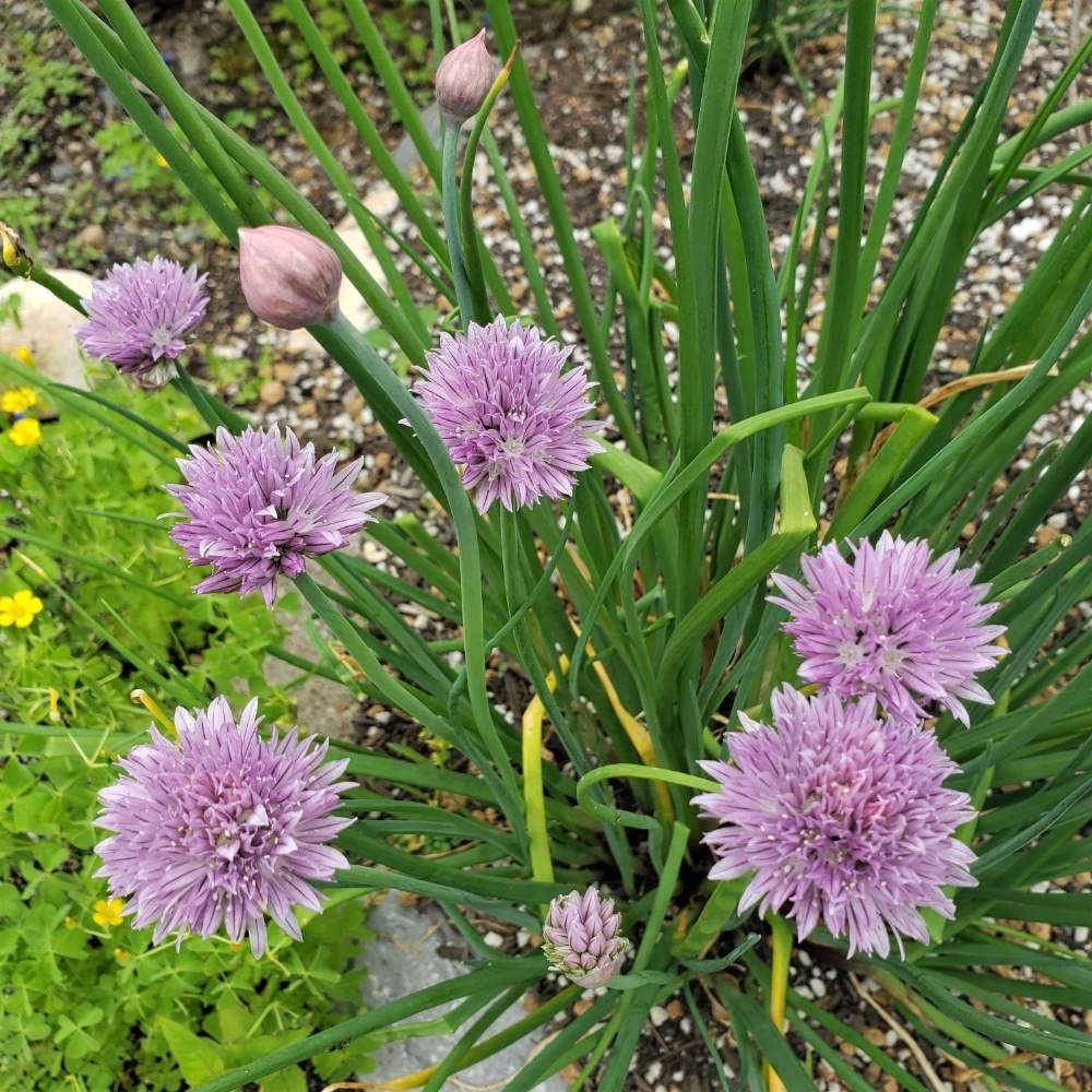 チャイブ シブレット の投稿画像 By キキさん 広い庭とハーブとハーブガーデンとおうちdeハーブとハーブとハーブガーデンとおうちdeハーブ 月6月1日 Greensnap グリーンスナップ Greensnap グリーンスナップ