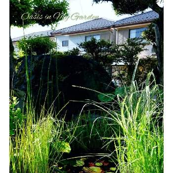 庭のオアシスの投稿画像一覧 Greensnap グリーンスナップ