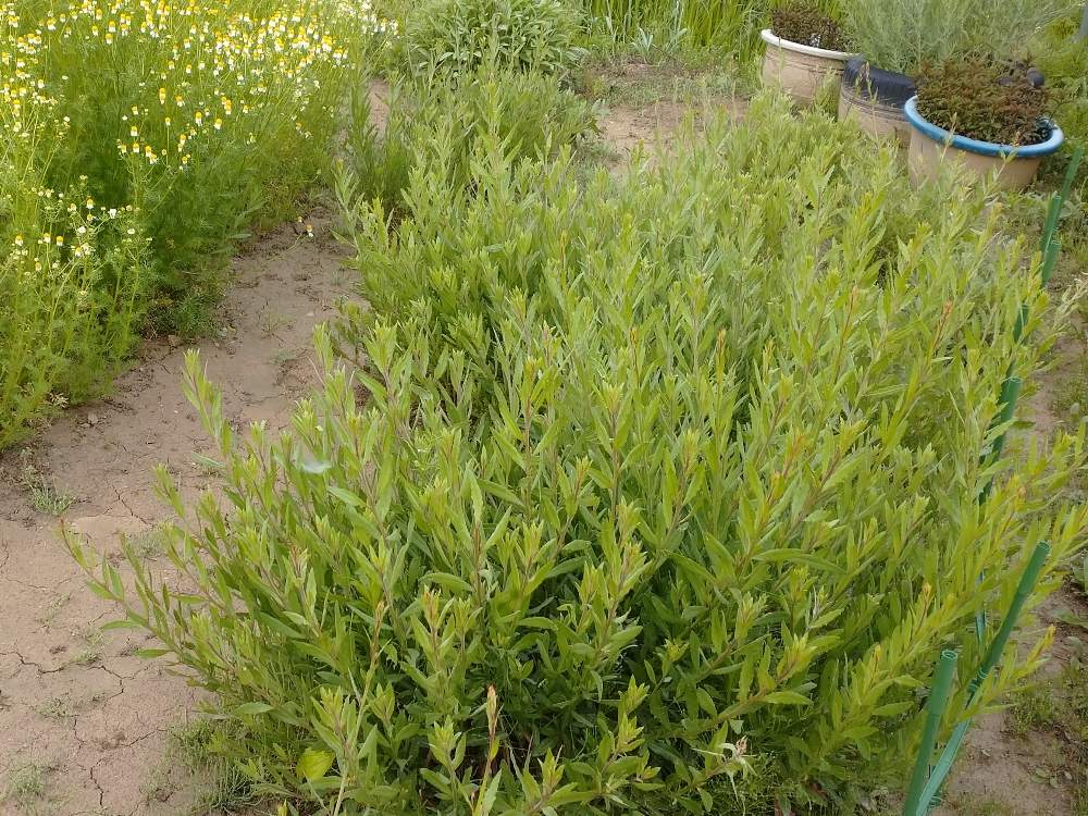 ガウラの投稿画像 By Manaさん カモミールと繁殖力旺盛とおうち園芸と寒冷地とハーブ好きと地植えと花畑 月6月1日 Greensnap グリーンスナップ