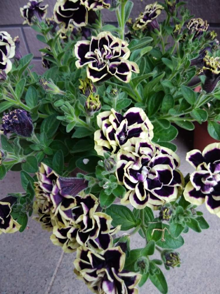 ペチュニア 花衣 黒真珠の投稿画像 By カコさん ナス科 とペチュニア属と癒しと美しいと大人色と花のある暮らし 月6月1日 Greensnap グリーンスナップ