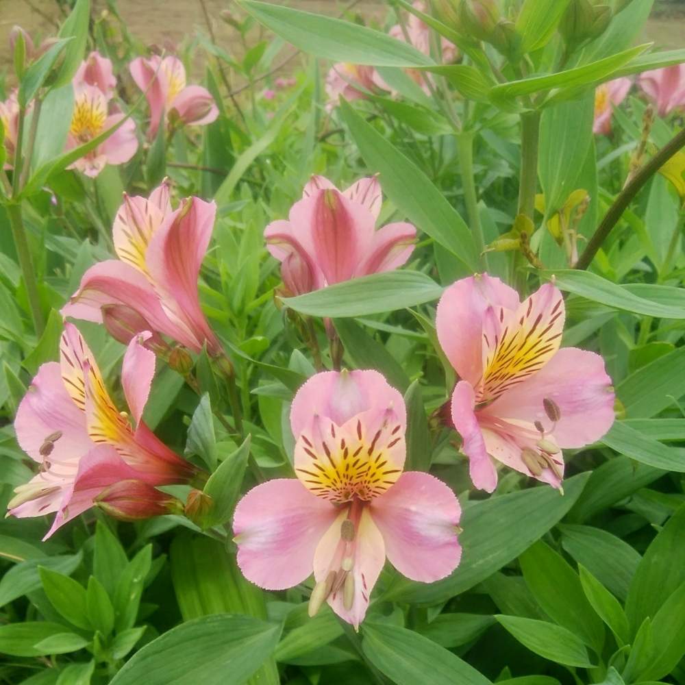 アルストロメリアの投稿画像 By Cccrスキさん アルストロメリア花と癒し と春の庭とおうち園芸と植中毒としあわせ と花のある暮らしと畑と アルストロメリア花と癒し と春の庭とおうち園芸と植中毒としあわせ と花のある暮らし 月6月1日 Greensnap グリーン