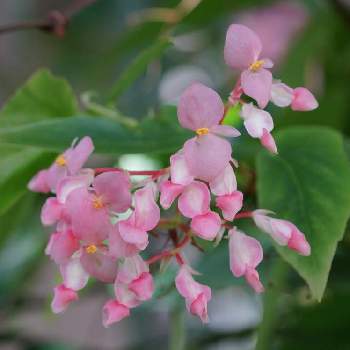 秋海棠（ベゴニア属・木立ベゴニア）の投稿画像一覧｜🍀GreenSnap 