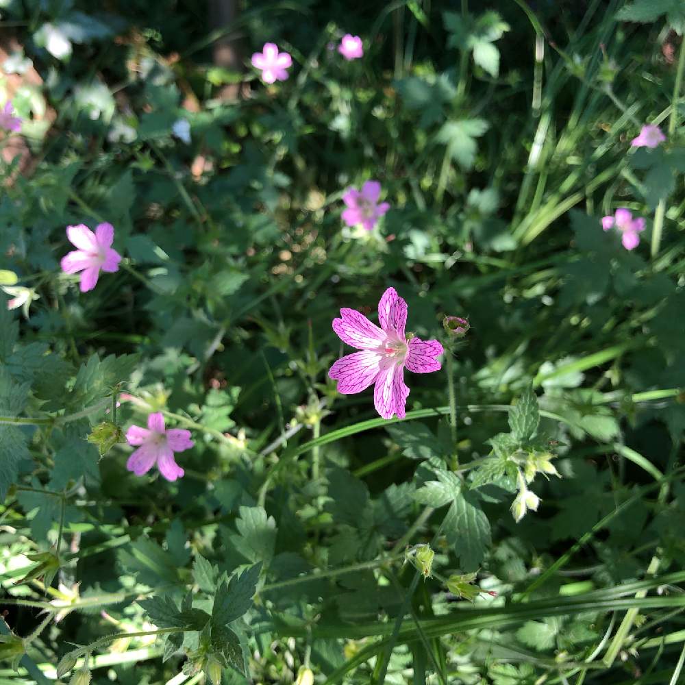 ピンクの花の投稿画像 By ちえぼんさん 可愛い花と森散歩と花のある暮らしと初夏の風景とゲラニウム クラリッジドリュースとお出かけ先とピンクの花と可愛い花と森散歩と花のある暮らしと初夏の風景 月6月1日 Greensnap グリーンスナップ Greensnap