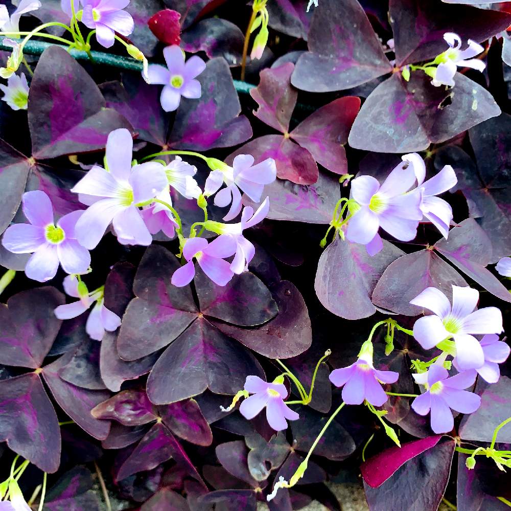 オキザリス トライアングラリスの投稿画像 By スマイルさん 道端の草花と綺麗な花と名前を教えてくださいとお花とかわいいな とお花好きと草花大好きと紫の 花 月6月1日 Greensnap グリーンスナップ