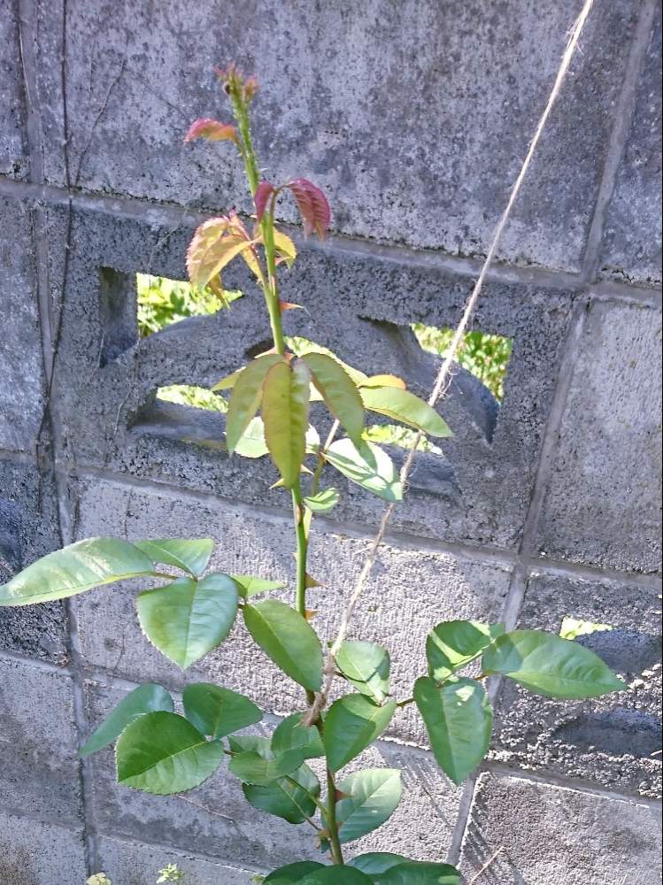 ランドラの投稿画像 By くろにゃーさん 薔薇 とつるランドラとつるバラとにわとおうち園芸と相談とガーデニングと薔薇 月6月1日 Greensnap グリーンスナップ