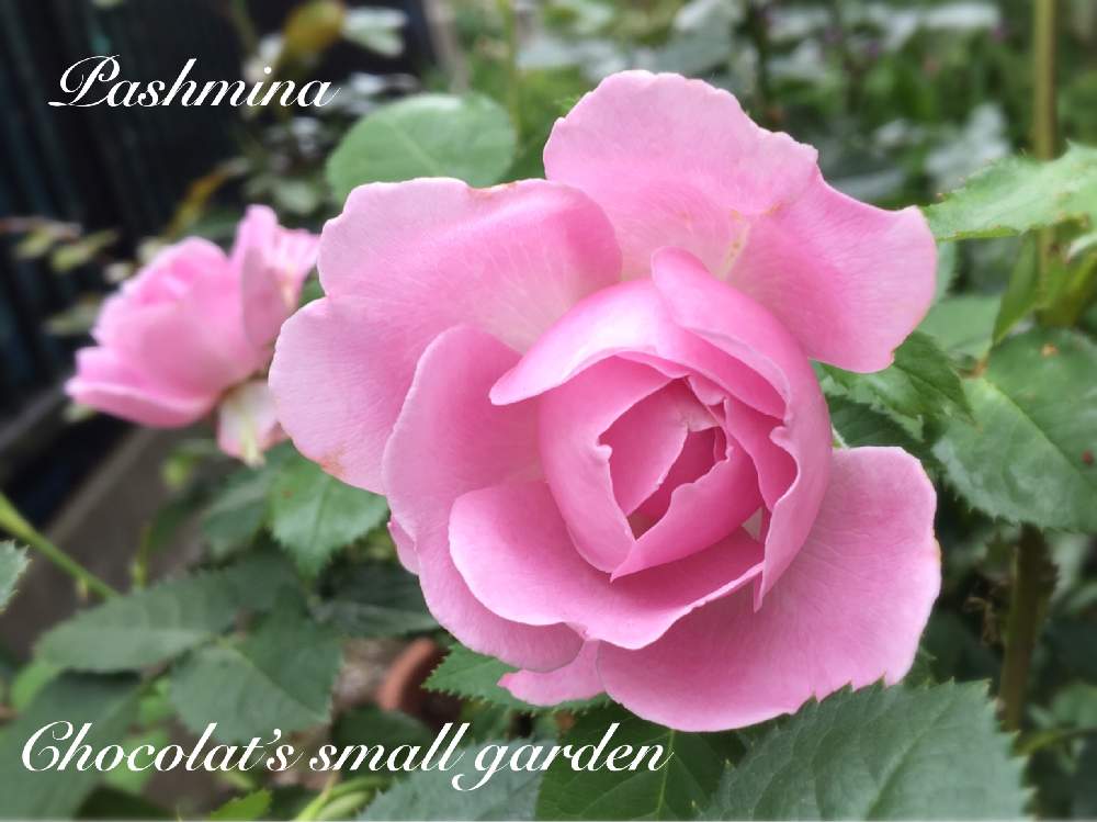 バラの投稿画像 By Chocolatさん ガーデニングと花のある暮らしとバラ ミニバラとばら バラ 薔薇 月6月1日 Greensnap グリーンスナップ