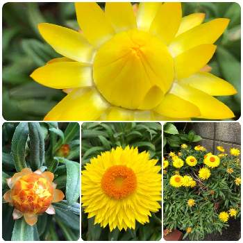 コロロ ’ レモン ’の画像 by chakoさん | 小さな庭とコロロ ’ レモン ’とサントリー フラワーズとおうち園芸とサントリー コロロと黄色の花とはなのあるくらし