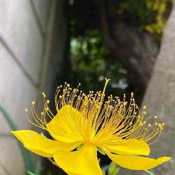 美女柳の花の投稿画像一覧 Greensnap グリーンスナップ