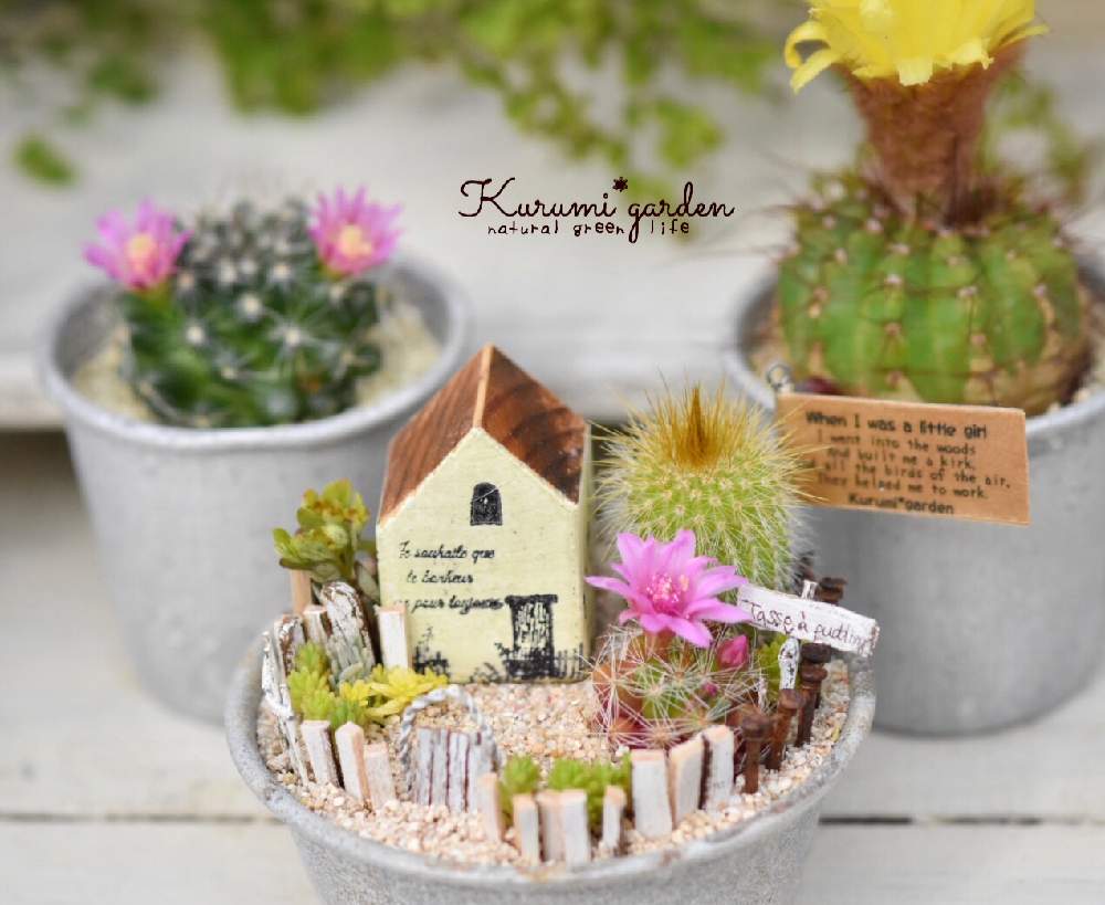 青王丸の投稿画像 By くるみ さん ノトカクタス 青王丸と箱庭 サボテンと金晃丸と月影丸とマミラリア 月影丸とサボテン女子とサボテン とグリーンのある暮らしとkurumi Gardenとオンラインショップとサボテン大好き女子とおうち園芸とくるみガーデンとkurumi Garden