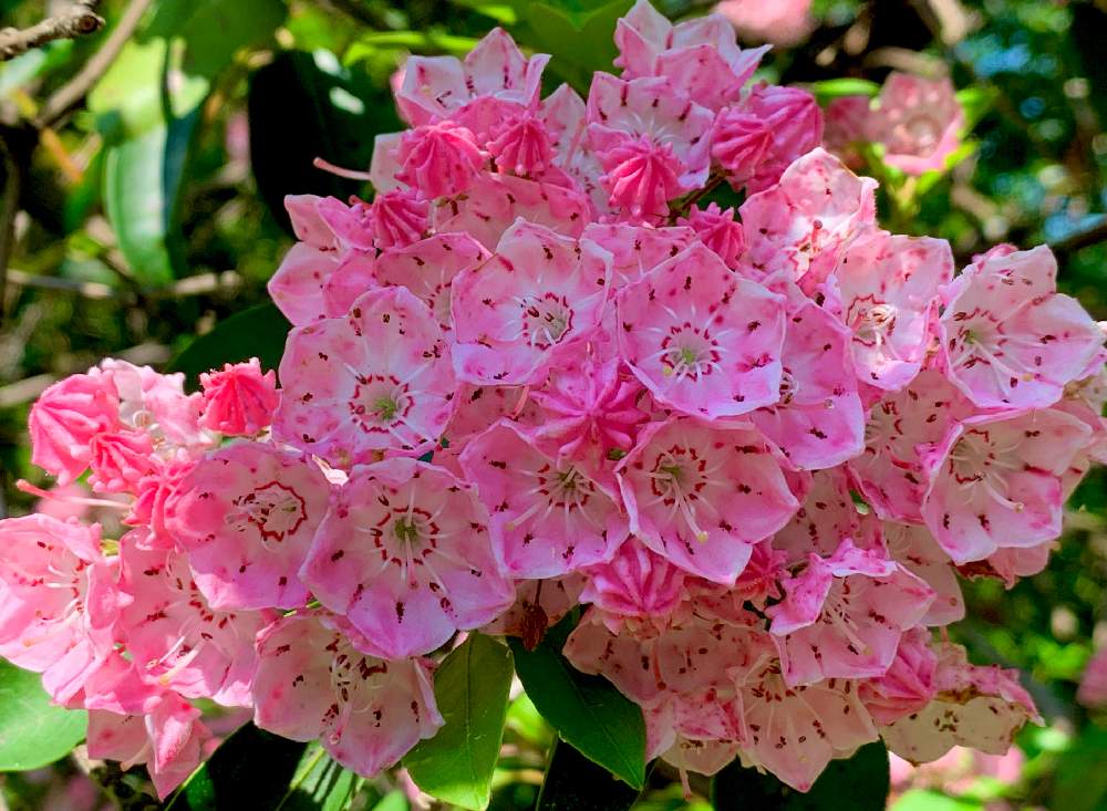 カルミアの投稿画像 By Orikaさん お気に入り公園 月6月1日 Greensnap グリーンスナップ