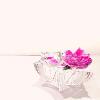 ガラス大好き♥の画像 by にゃさん | 玄関と芍薬とガラス大好き♥とすてき…♡と癒しと気品と華やかとおうち園芸とシンプルとおうちで飾るお花 といけばなと花のある暮らしとかわいいと生け花と生薬とピンク ぴんく Pinkと咲きましたとno green no life