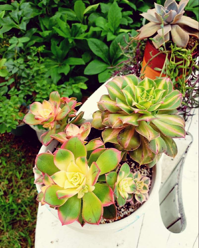 夕映えの投稿画像 By なつ子さん サンバーストとムーンバーストと多肉 植物と医療 介護の皆様に感謝とひやみかち首里城 とおうち園芸とバラと夢clubとgsアダルトチームとたにおたくらぶと多肉寄せ植え 月6月1日 Greensnap グリーンスナップ