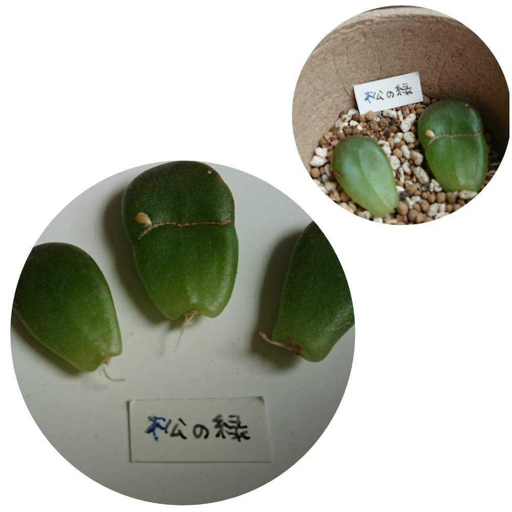 松の緑(セダム属) ⭕葉挿し⭕挿し芽｜🍀GreenSnap（グリーンスナップ）