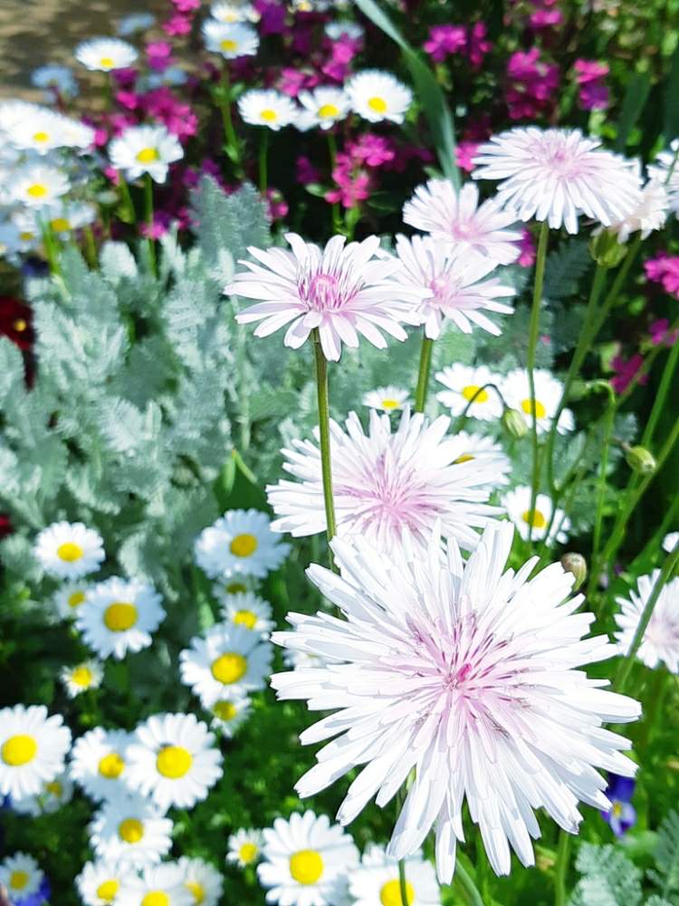 ももいろタンポポの綿毛あそび Greensnap グリーンスナップ