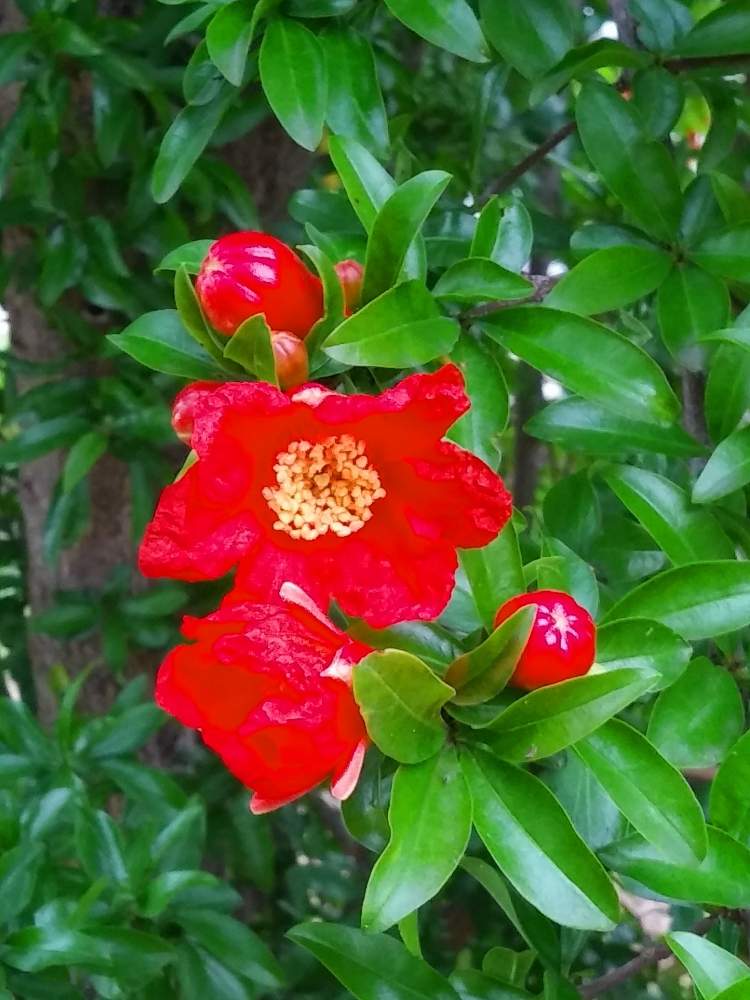 公園の投稿画像 By みいちゃんさん 朝のウォーキングとザクロのお花と赤い花と実のなる木と花の咲く木 月6月 1日 Greensnap グリーンスナップ