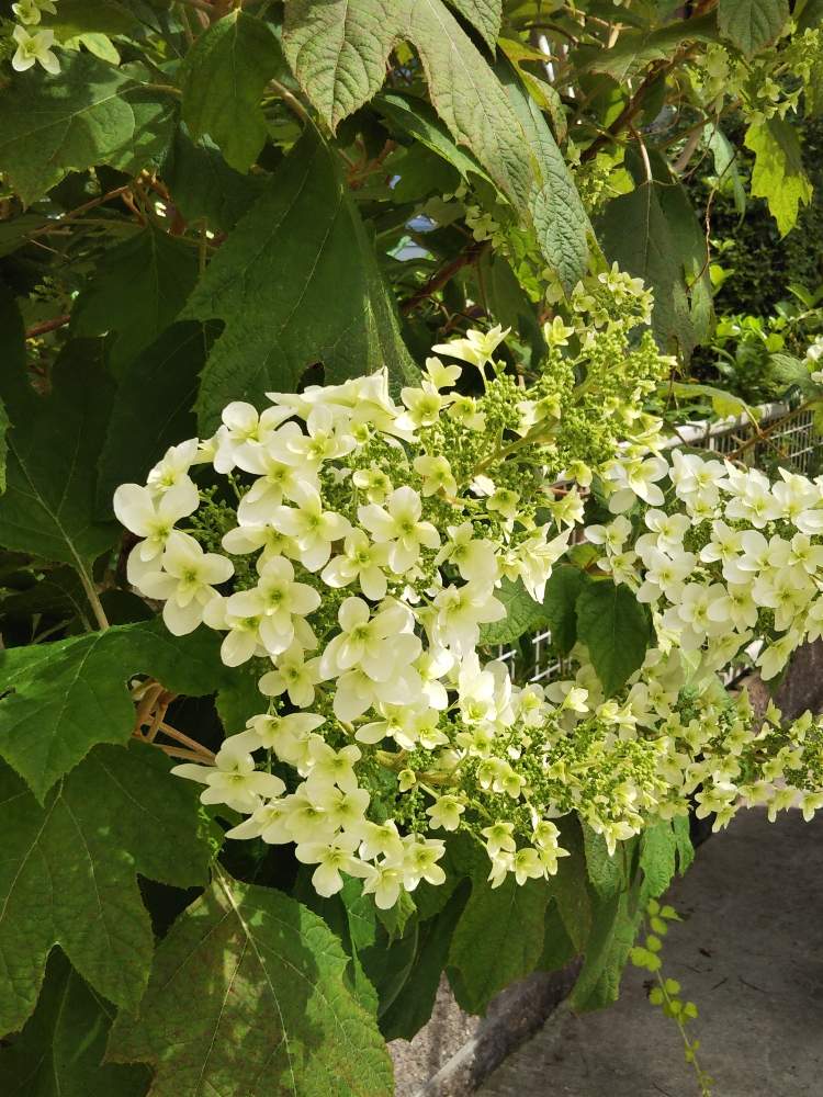カシワバアジサイの投稿画像 By Ksmzさん ガーデニングと白い花と美しいとおうち園芸 月6月1日 Greensnap グリーンスナップ