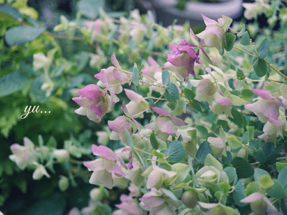 台数限定 オレガノケントビューティー とっても可愛い お花咲いてます Mbk14秋冬新作 植物 観葉植物 Ffdsal Com