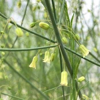 アスパラの花の投稿画像一覧 Greensnap グリーンスナップ