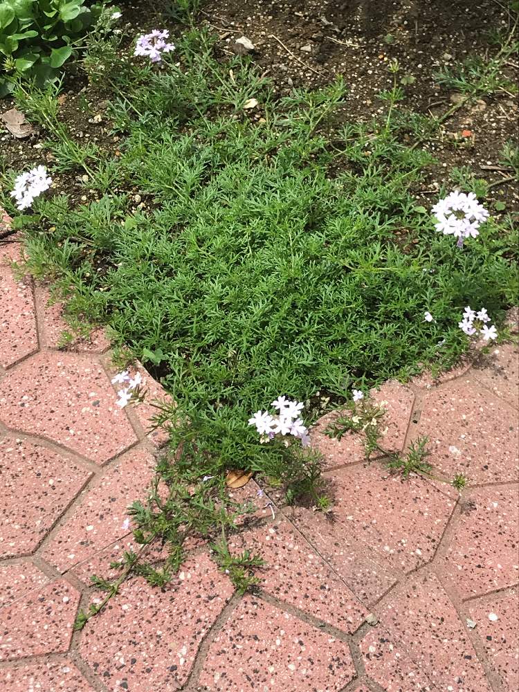 タピアン パープリッシュホワイトの投稿画像 By リトルミィさん 小さな庭と花壇とおうち園芸と庭のかたすみと宿根とガーデニングとグランドカバー と地植えと花壇とおうち園芸と庭のかたすみと宿根とガーデニングとグランドカバーと地植え 月6月1日 Greensnap