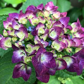 紫陽花グリーンシャドーの投稿画像一覧 Greensnap グリーンスナップ